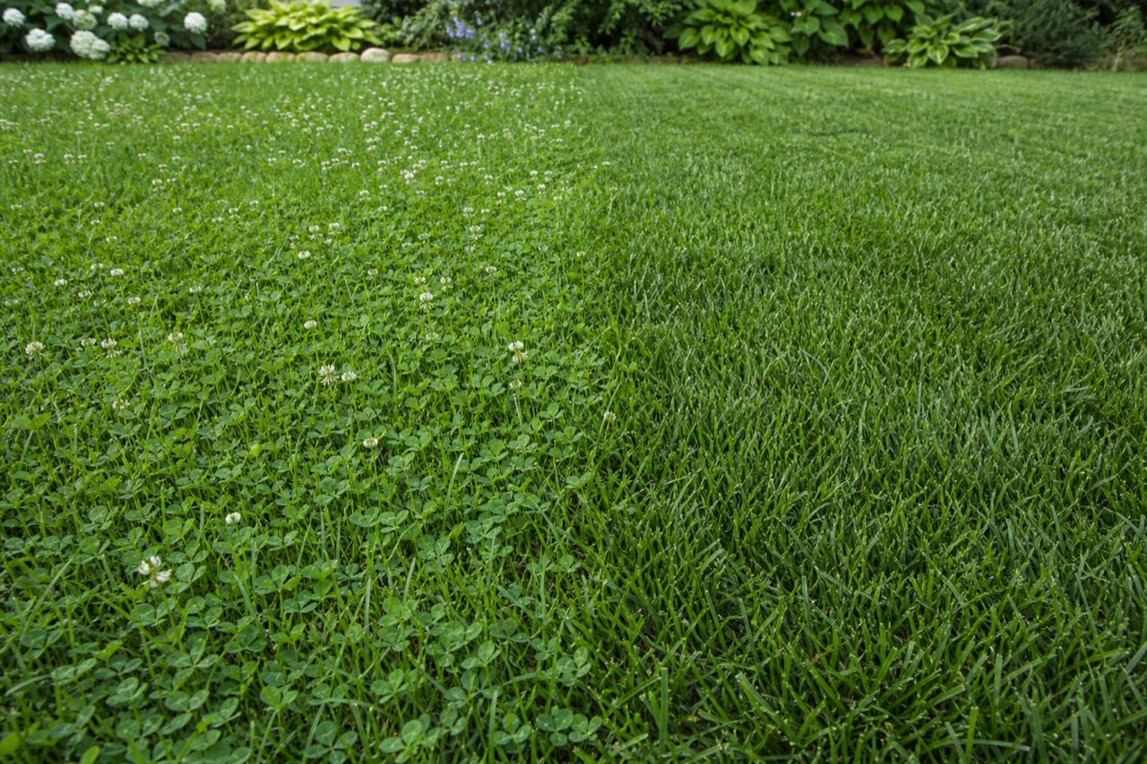 Adjacent clover-and-grass mix and dense turfgrass sections in one backyard lawn.